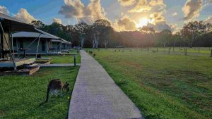 Habitat Noosa Everglades EcoCamp